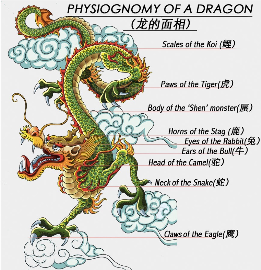 Dragon physiology